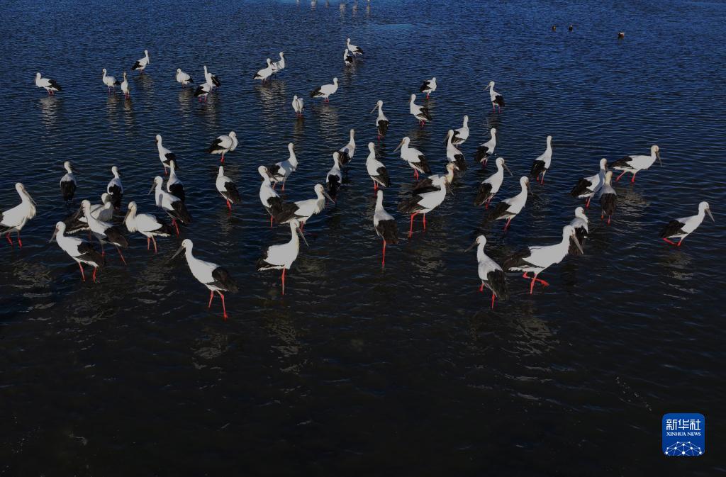 河北唐山：沿海湿地候鸟舞翩跹